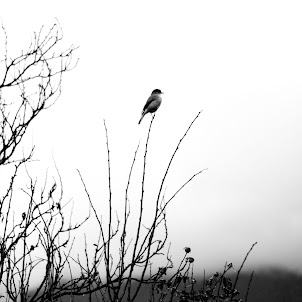 Caroline Wade — My Little Sparrow